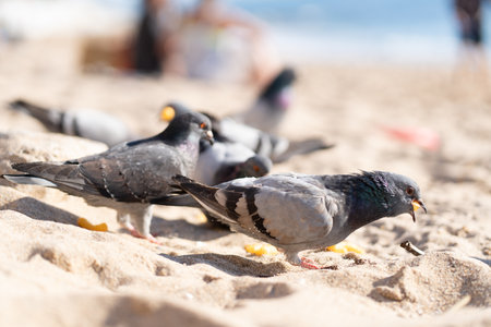 Flock of hungry birds gathered around grains on sandy beach. Pigeons feeding on sand on sunny summer dayの写真素材