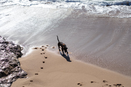 Dog walking alone along sandy beach, leaving paw prints in the sand. The dog strolls calmly across the shore, with no people around, enjoying the peaceful beachの写真素材