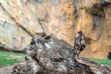 White cheeked mangabey sitting on log in Bioparc Valencia, surrounded by rocks, captured in calm...
