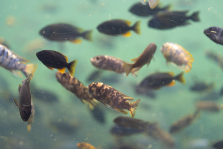 Colorful fish swim peacefully in clear turquoise water, creating vibrant and serene underwater scene...