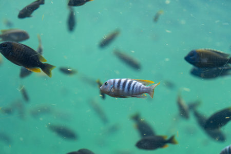 Vibrant fish swims among school in water, surrounded by floating particles, creating calm and mesmerizing underwater momentの写真素材