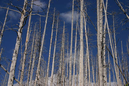 Burned forrestの写真素材