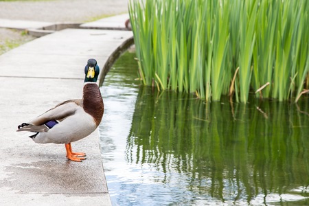A Male Duck Looking At Camera Close to a Pondの写真素材