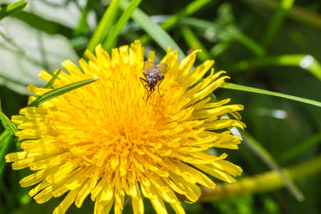 A Black Fly Standing on a Yellow Coltsfoot and Eating Pollenの写真素材
