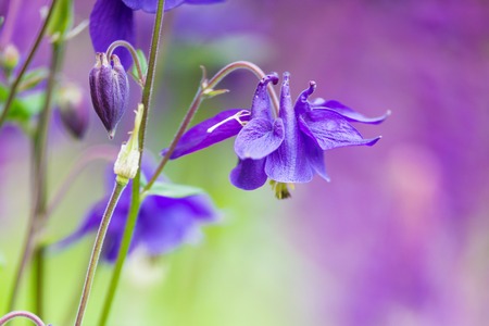Beautiful Bluebell Flowers with Blurry Backgroundの写真素材