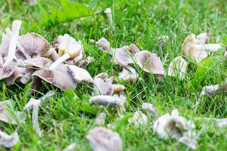 White Mushrooms on Garden Grassの写真素材