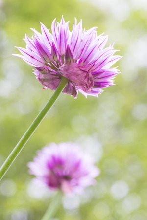 Multiple Beautiful Chive Flowers With Short Depth of Field with Blurry Backgroundの写真素材