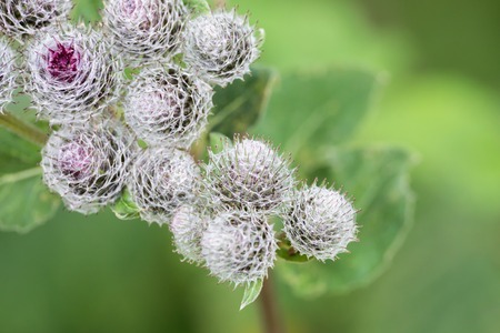Thorns of Burdock on green blurred background with a shallow depth of field.の写真素材