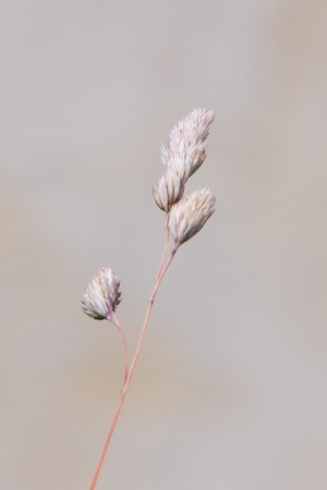 A blade of wheat isolated on blurry backgroundの写真素材