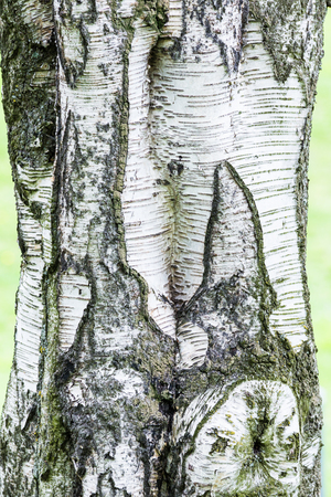 Closeup of Birch Tree Tree Bark