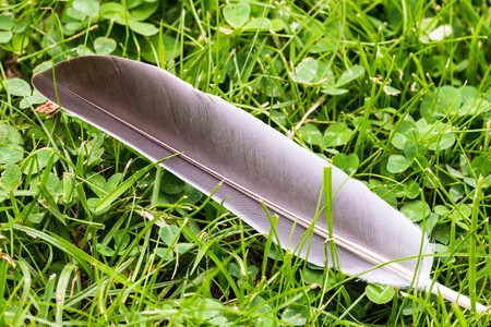 Pigeon Feather on Green Grassの写真素材