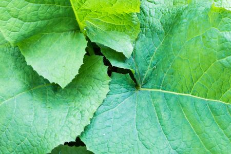 Single Green Leaf with Visible Large Veinsの写真素材