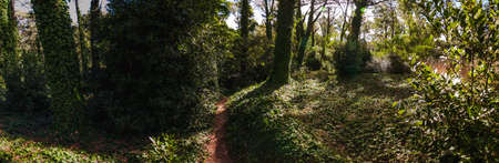 Peaceful path inside the forest of Villa Gesell, surrounded by trees mixed with green leavesの写真素材