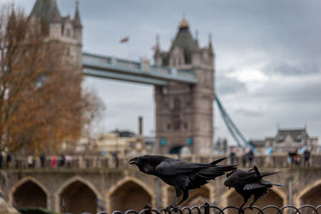 LONDON, ENGLAND, DECEMBER 10th, 2018: Black crow standing on a fence using its grapples while...
