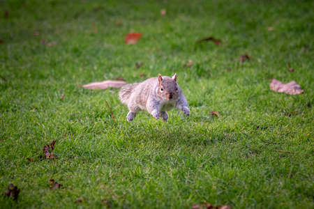 Squirrel running and jumping in the green grass and dry autumn leaves, shoot taken in the right moment when the animal seems to be floating in the air.の写真素材