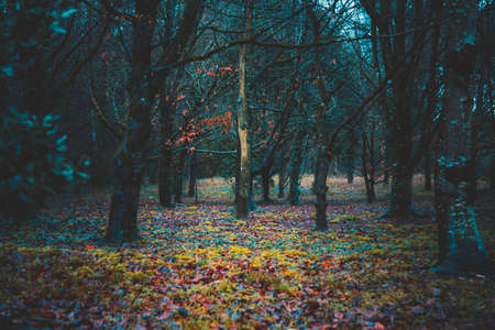 Mysterious colorful forest background, full of fallen dry leaves on the ground, mixing a variety of...