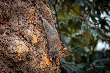 Funny and adorable squirrel climbed on a tree while looking for food