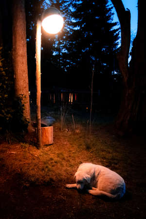 Sleeping dog outside the house on a cold day illuminated only by a lamp in the darkness. Concept of being alone, sad and tired.の写真素材