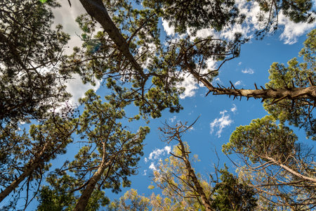 Tall treetops of a forest seen from underneath on a sunny day with blue skyの写真素材