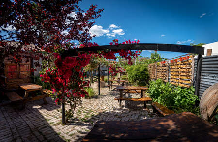 Panoramic view of lovely colorful outdoor pubs backyard full of red flowers hanging from a pergola on a sunny dayの写真素材