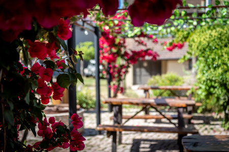 Bokeh of lovely colorful outdoor pubs backyard full of red flowers hanging from a pergola on a bright sunny dayの写真素材