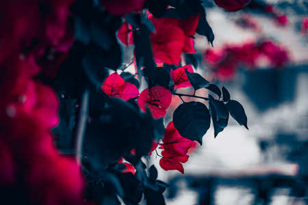 Selective color of red bougainvillea bush in blossom. Extreme shallow depth of fieldの写真素材