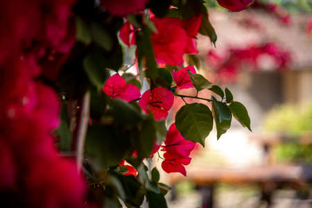 Beautiful bokeh of red bougainvillea bush in blossom. Extreme shallow depth of fieldの写真素材