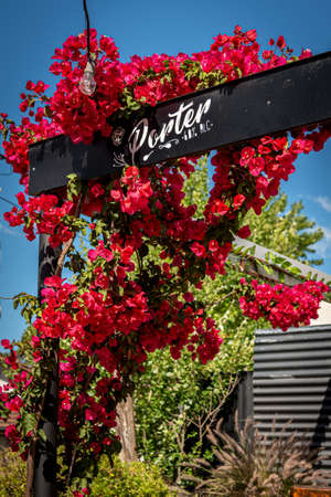 Lovely colorful outdoor pubs backyard full of red flowers hanging from a pergola on a bright sunny dayの写真素材