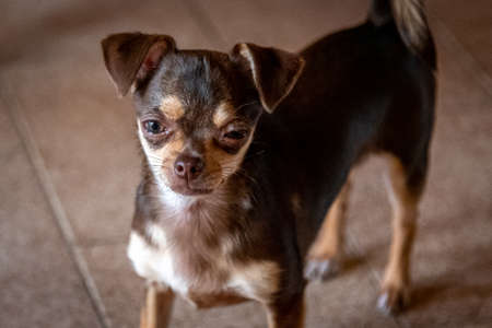 Cute little brown chihuahua dog looking at the front viewer quietly pensativeの写真素材