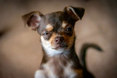 Cute little brown chihuahua dog looking at the front viewer quietly pensativeの写真素材