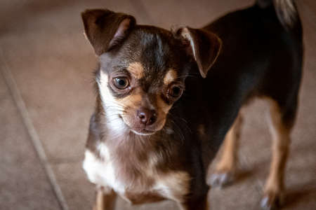 Cute little brown chihuahua dog looking at the front viewer quietly pensativeの写真素材