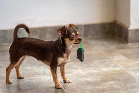Cute little brown chihuahua dog playing and having fun with a mouse toyの写真素材