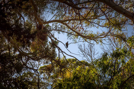 Dove standing quietly on a tree branch, surrounded by leaves on a sunny dayの写真素材
