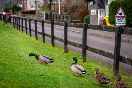 Road sign warning to watch out for ducks and ducklings crossing the road, placed over a fence alongside the road, on a cloudy background while ducks are passing by.の写真素材