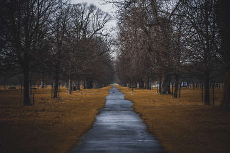 Perspective view of a park pathway with nobody around and irregular path shaped by strange dry grass and surrounded by leafless trees in winter. Concept of desolation and danger.の写真素材