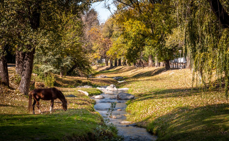 Horse grazing beside tranquil stream across Alta Gracia town surrounded by grass and trees in autumnの写真素材
