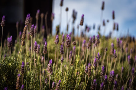 Bokeh of blooming lavender sprigs with blue sky in the backgroundの写真素材