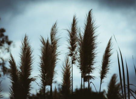 Backlit closeup of Cortaderia selloana commonly known as Pampas Grass, grown in South Americaの写真素材