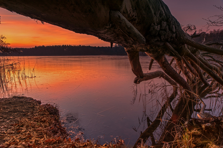 The narcissus (Narcissus) form a genus in the subfamily of Amaryllidoideae within the family Amaryllis (Amaryllidaceae). Concept: flowers and plants or springtimeの写真素材