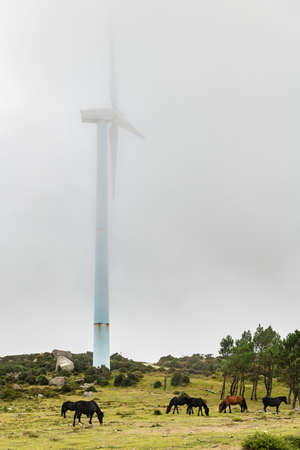 Team of wild horses eating grass in Galicia on a foggy day, with a big wind turbine in the...