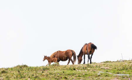 Team of wild horses and young colt eating grass in Galicia on a foggy day.