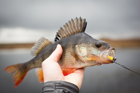 Big perch cought on spinningの写真素材