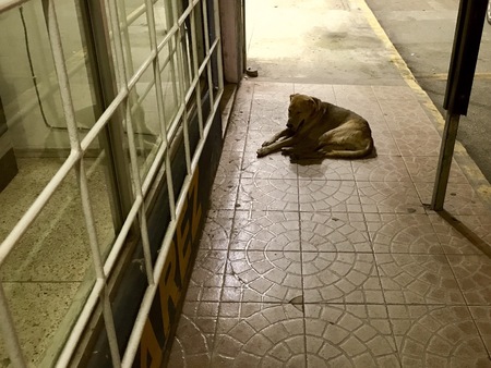 A dog on the sidewalk that is blocking the path and shows no intention to moveのeditorial素材