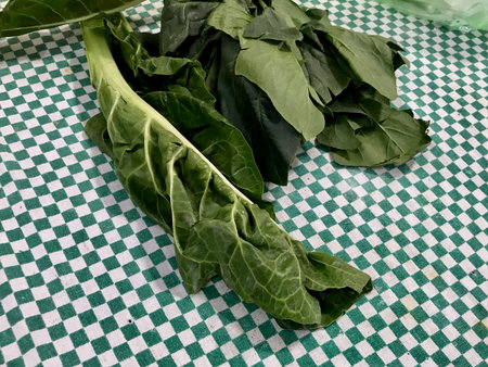Raw chard on a green tablecloth, being prepared for cooking in a rustic kitchen setting.