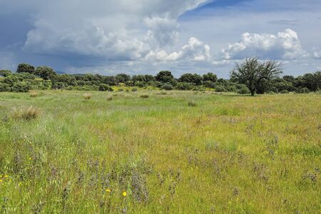 typical landscape of Extremadura (Spain)のeditorial素材