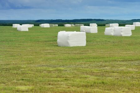 cuibic rolled silage bales in the meadow at Icelandの写真素材