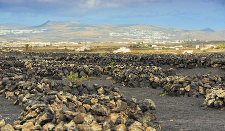 view of vineyards at La Geria Valley, Lanzarote Island, Canary Islands, Spainの写真素材