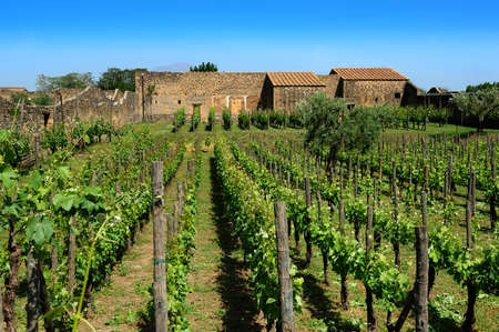 vineyard and old house, Italyの写真素材