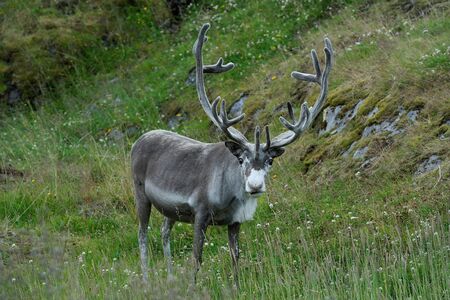 Reindeer near Nordkapp Cape, Finnmark, Norwayの写真素材
