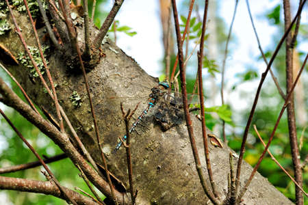 big dragonfly sitting on a tree in the forestの写真素材